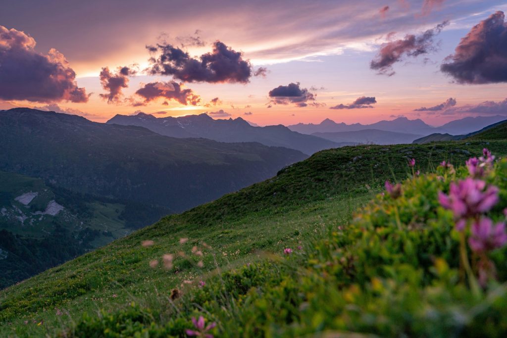 purple-petaled flowers growing at the mountain during sunrise
